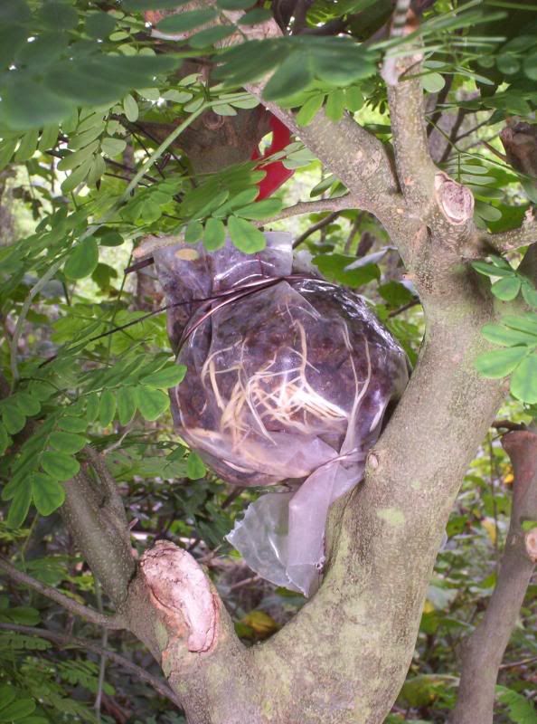 Bonsai Beginnings Brazilian Raintree Chloroleucon Tortum